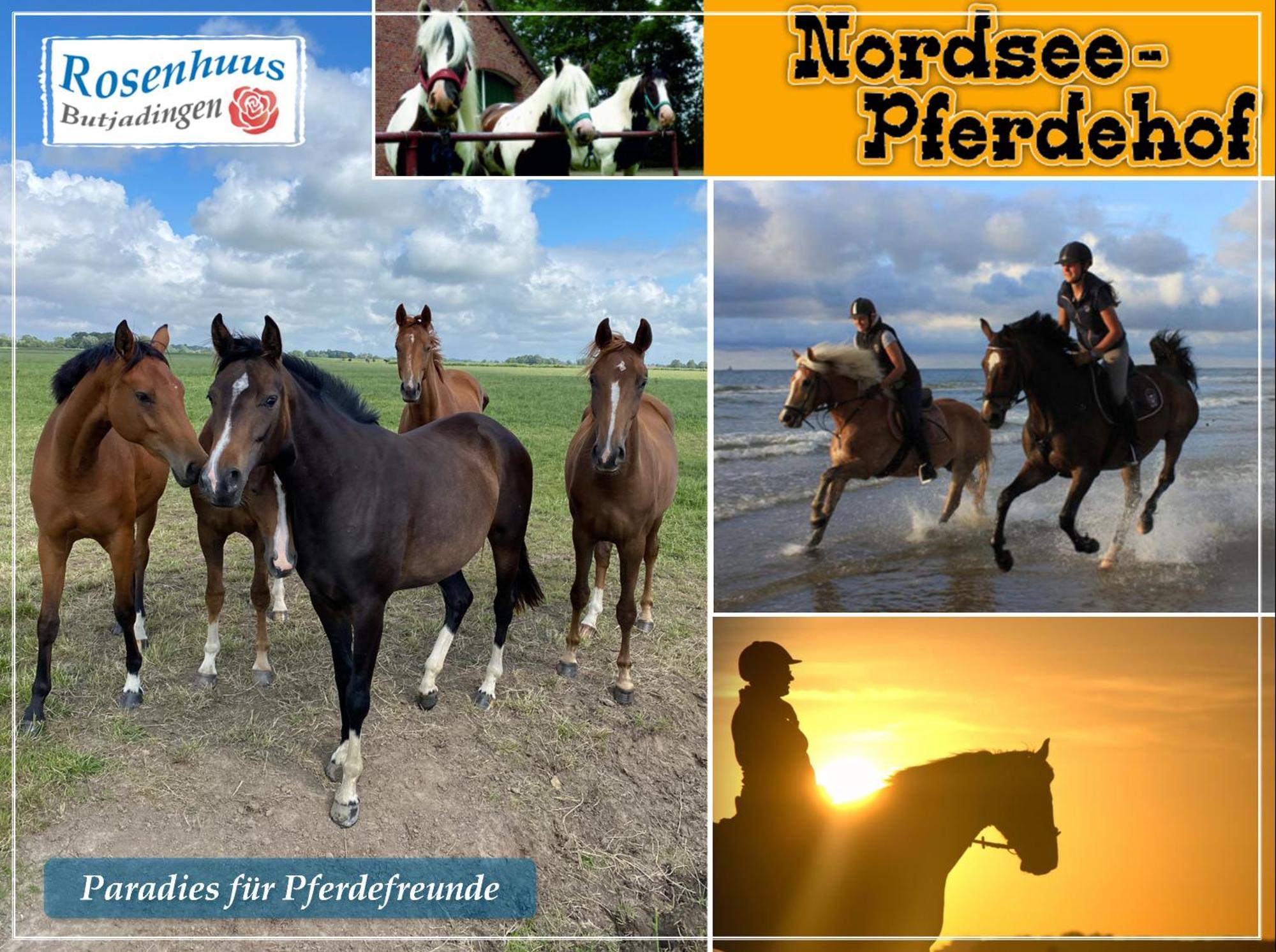 Nordseeurlaub Im Hochwertigen Feriendomizil Rosenhuus Mit Sauna Und Kamin Im Idyllischen